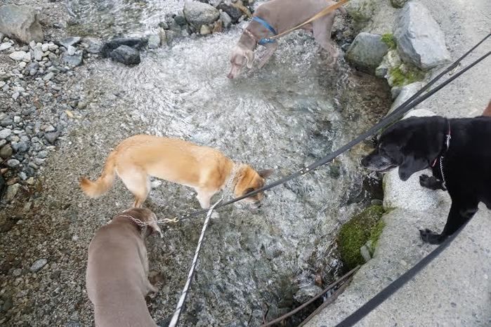 持萩沢で遊ぶ犬たち
