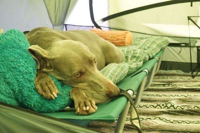 コットに寝そべっている犬
