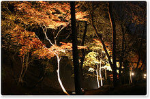 農村公園のライトアップされた紅葉