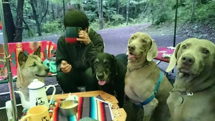 たくさんの犬に囲まれキャンプを楽しむ男性
