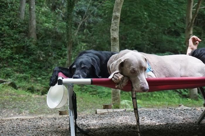 コットの上で寝る犬