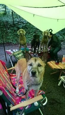 タープの下で椅子の上に立つ犬達