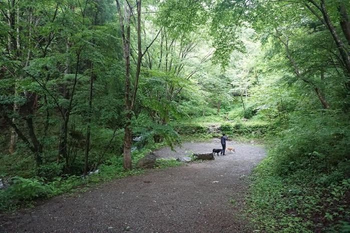 大自然の中で犬と戯れる男性