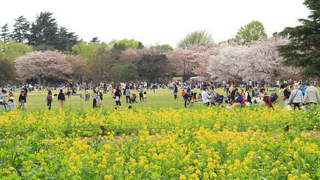国営昭和記念公園で憩う人々