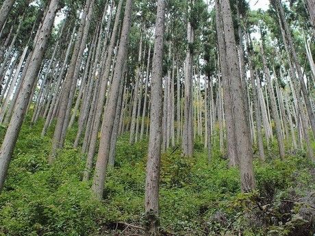 御岳山の山道