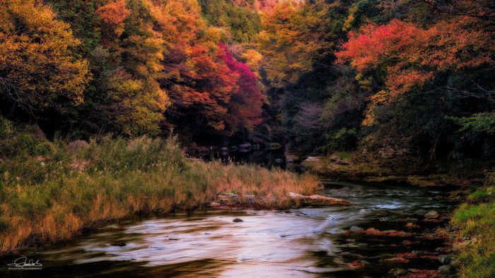 武蔵嵐山渓谷の紅葉