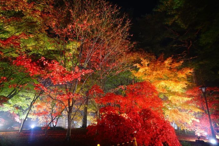 国営武蔵丘陵森林公園の紅葉ライトアップ