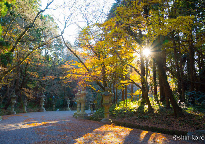 香取神宮の総本社の紅葉