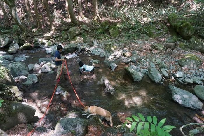 道志の森キャンプ場内の川と犬の散歩