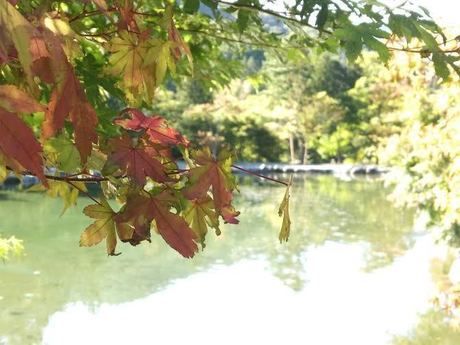 道志の森キャンプ場の紅葉