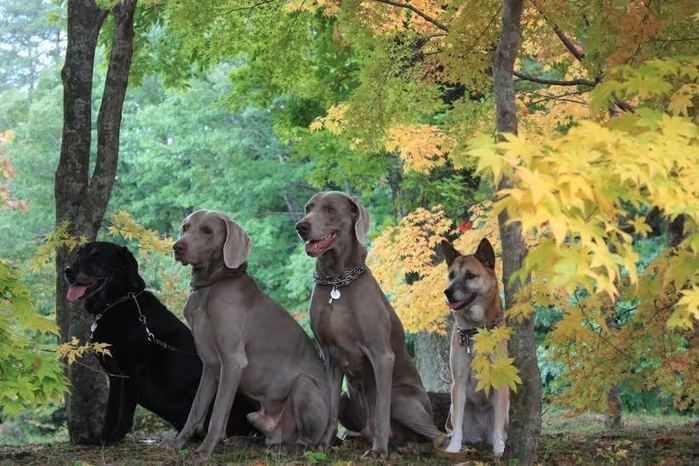 道志の森キャンプ場の森と犬