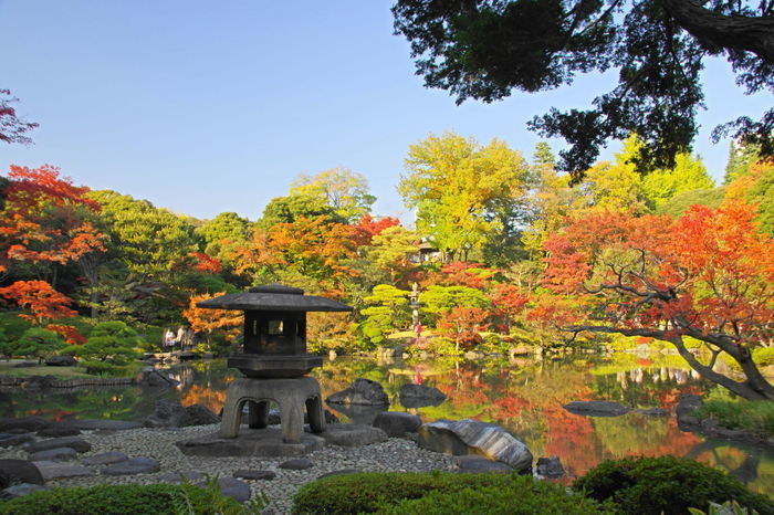 北区の旧古河庭園の紅葉