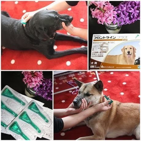 フロントラインを使用する犬