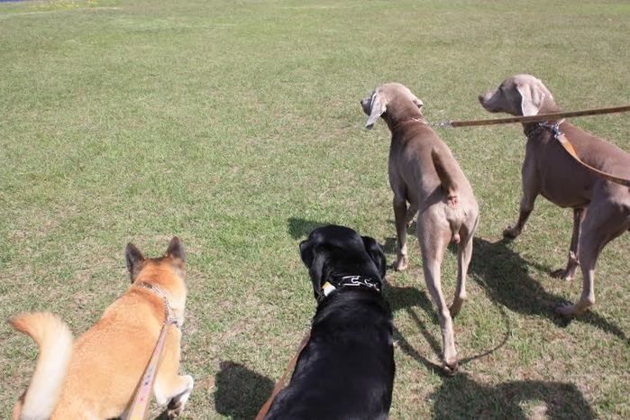 可愛い犬たち