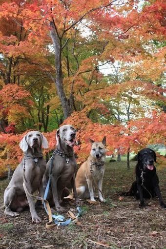紅葉と犬