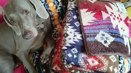 犬としまドルトンシリーズの綿が入ったマット