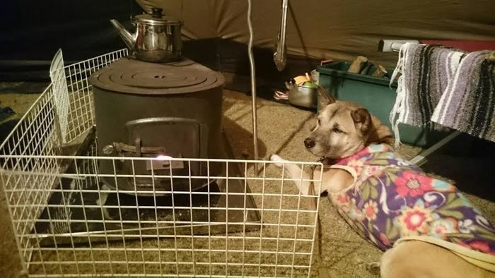 室内でストーブの横に伏せる犬