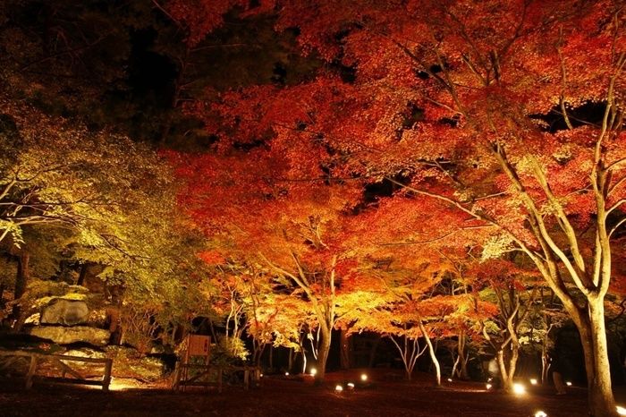 月の石公園のライトアップされた紅葉