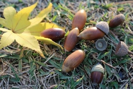 Diy 小さなジブリの世界 今年の秋は どんぐりトトロ を作ろう キャンプ アウトドア情報メディアhinata