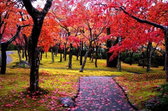 箱根美術館の真っ赤な紅葉