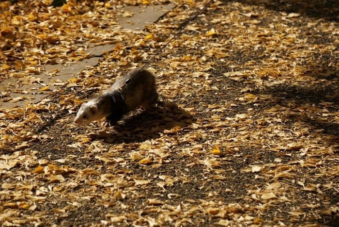 昭和記念公園のいちょうの落ち葉