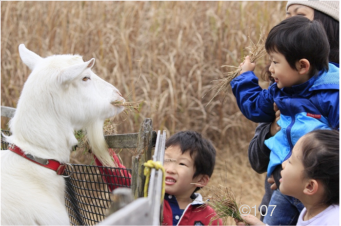 ヤギと戯れる子供達