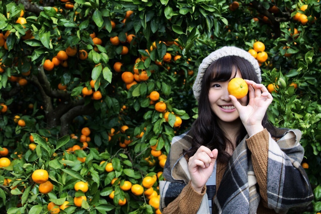 千葉県南房総市、みかん農園「三平まさのぶ農園」でみかん狩りをする女性