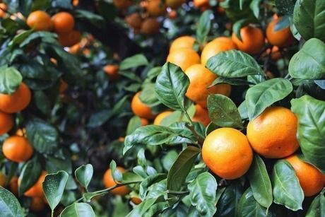 千葉県南房総市、みかん農園「三平まさのぶ農園」のみかん