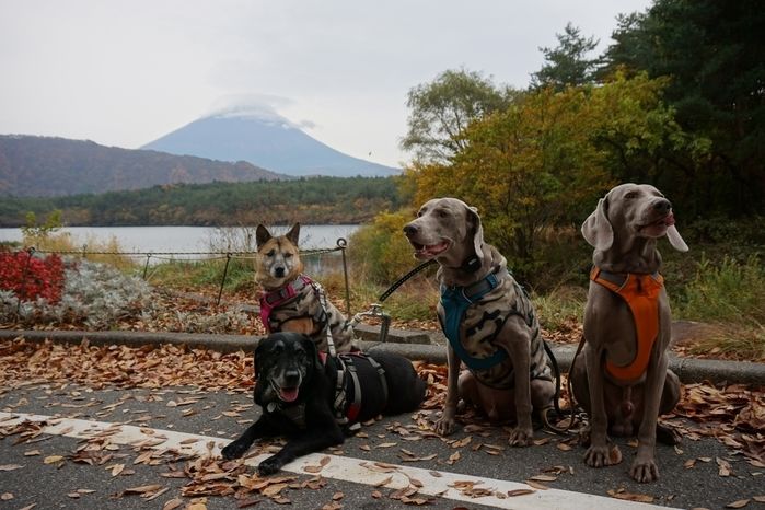 富士山をバックに道路上に座る犬たち