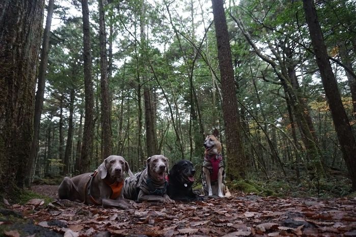 林間で落ち葉の上に座る犬たち