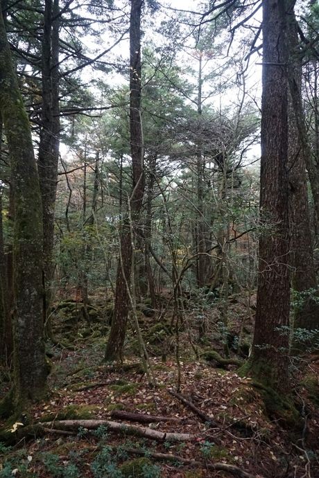 青木ヶ原樹海の木々