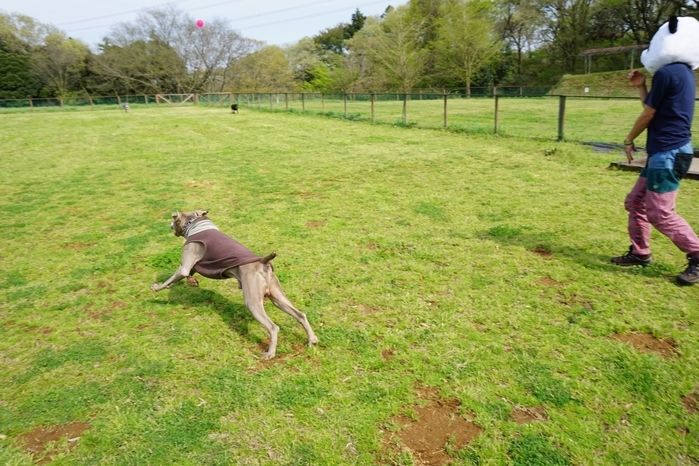 ドッグランで走る犬
