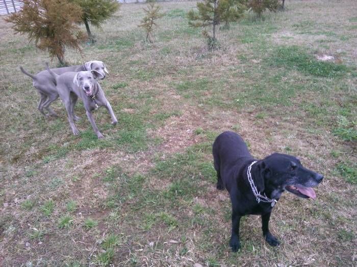 オートキャンプユニオンで戯れる犬達