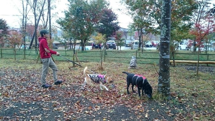 あさぎりフードパーク内で犬の散歩をする男性