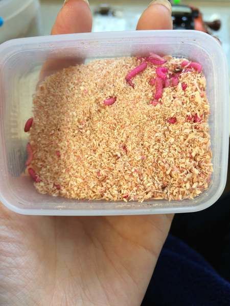 体験レポ 人生で一度はやってみたい 山中湖のドーム船でワカサギ釣りをやってみた 2ページ目 キャンプ アウトドア情報メディアhinata