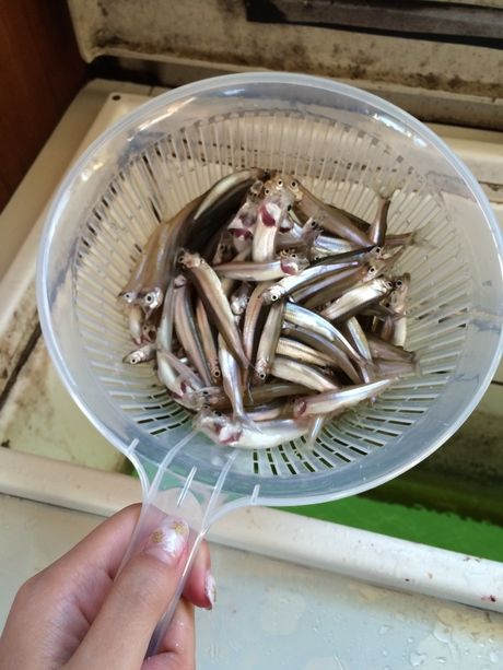 釣れたワカサギ