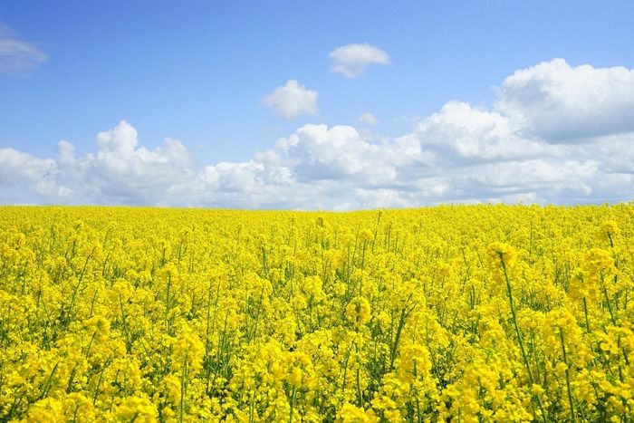 南房総の菜の花の風景