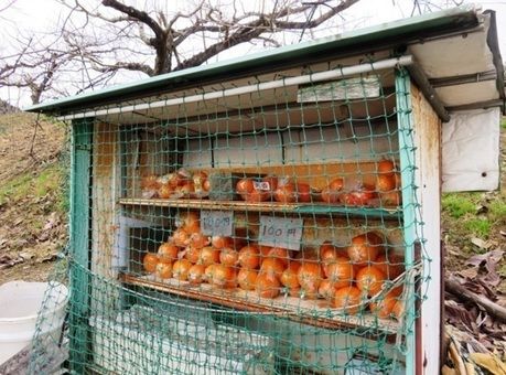 みかんの無人販売