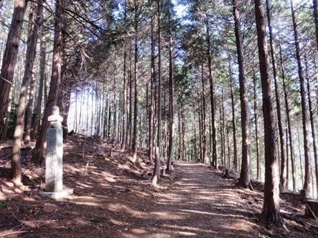 樹林帯
