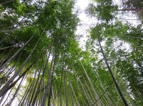 竹林