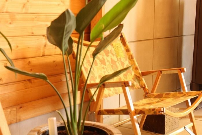 植物の隣に置いてあるカーミットチェア