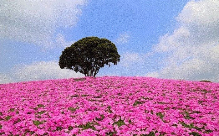 マザー牧場のペチュニアの花畑