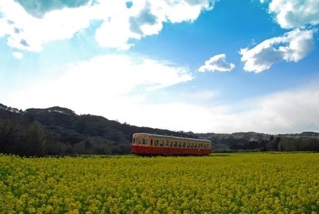 菜の花畑を走る一両の電車
