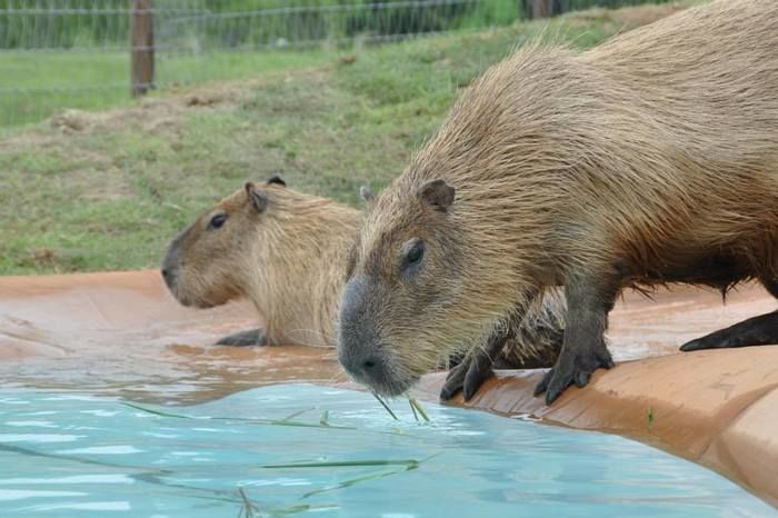 ふれあい牧場無いのカピパラが水を飲む様子