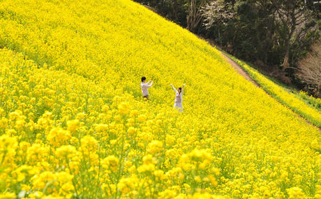 菜の花畑で遊ぶ2人の子供