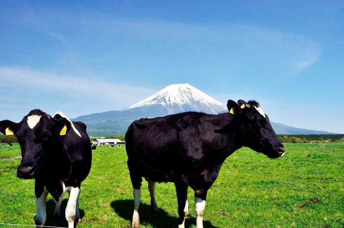 富士山の麓で飼育されている牛