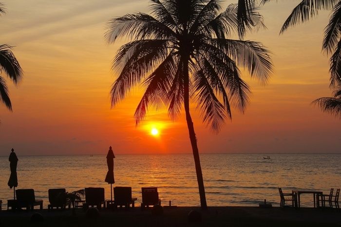 ヤシの木と夕暮れ