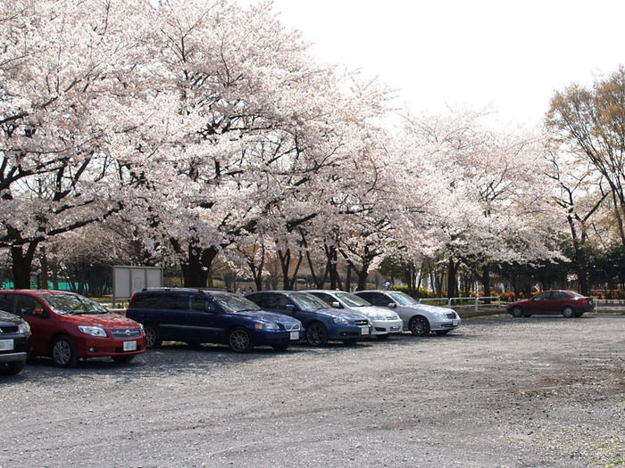 赤塚公園の桜