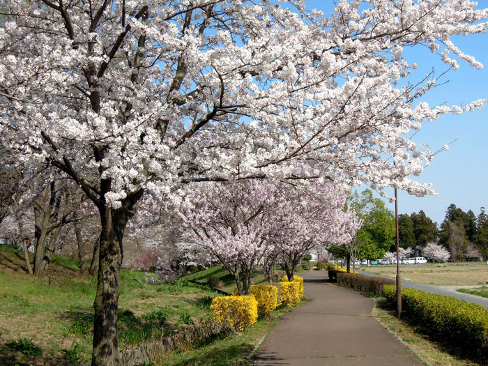 バーベキューと花見がセットで楽しめる 地域別のおすすめスポット22選 3ページ目 キャンプ アウトドア情報メディアhinata