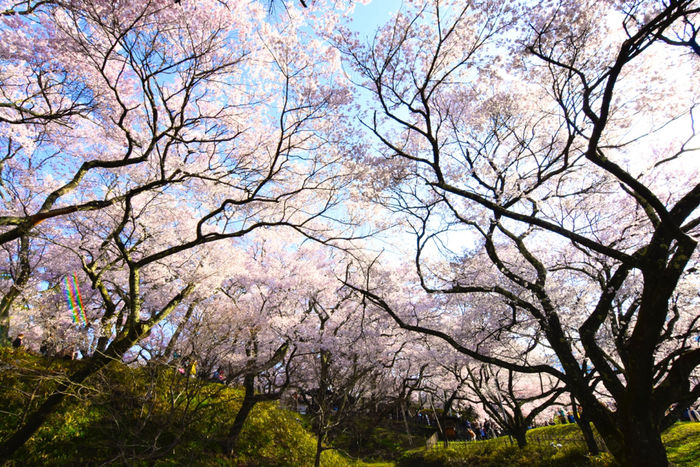 上野公園のに咲く桜の木